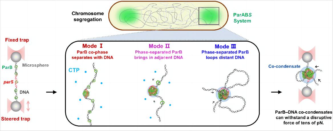 生命学院孙博课题组与合作者发现ParB蛋白通过相分离组装染色体分离复合物