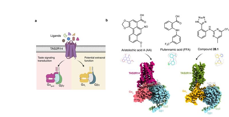 Nature：上科大华甜刘志杰团队与合作者揭示苦味受体TAS2R14独特的配体识别机制