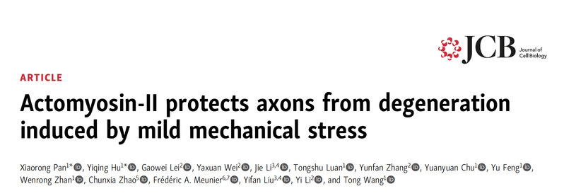 生命学院王彤组发现神经元轴突抵御机械力冲击新机制
