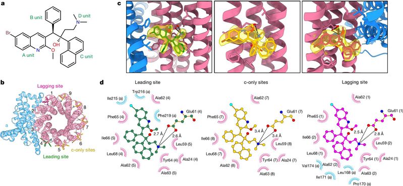 Nature｜免化所团队与合作者揭示抗结核药物贝达喹啉及其衍生物作用机理